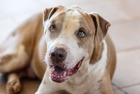 Saúde - Seminário sobre controle populacional de cães e gatos de rua também será transmitido pela internet