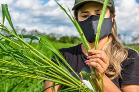 Campo Experimental de Boa Vista integra pesquisa de doutorado de acadêmica da UFRR