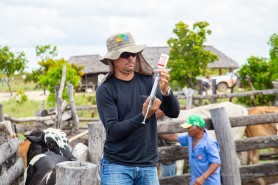 Prefeitura encerra 2º etapa de vacinação contra febre aftosa