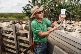 Prefeitura inicia 2ª etapa da Campanha de Vacinação Contra a Febre Aftosa 2022