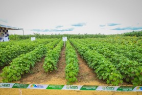 Campo Experimental 2021 -  Resultados da produtividade agrícola em Boa Vista serão apresentados em dia de visitação pública