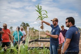 PLANTIO DE VERÃO - Prefeitura promove 1º Dia de Campo do milho no P. A. Nova Amazônia