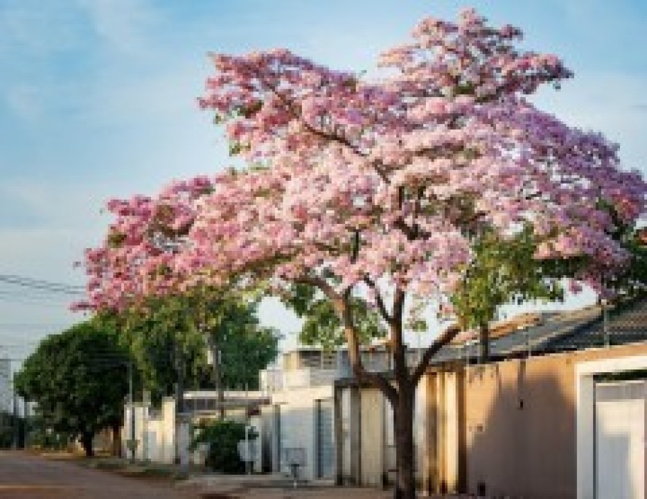 Com cores vibrantes e vida, ipês transformam Boa Vista em um espetáculo natural