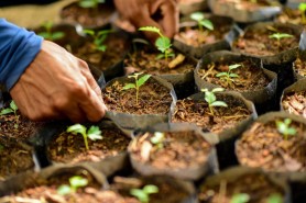 Com produção de mudas de árvores, Prefeitura de Boa Vista investe em arborização urbana segura e sustentável