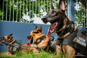 GUARDIÕES DE QUATRO PATAS - Cães da Guarda Municipal reforçam segurança em Boa Vista