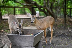 DIA DOS ANIMAIS - Refúgio em meio à vida urbana, Bosque dos Papagaios é espaço de proteção da biodiversidade