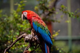 COMUNICADO - Bosque dos Papagaios tem programação pelo Dia Mundial do Meio Ambiente até sábado, 7