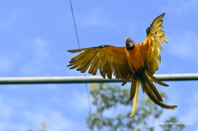 BOSQUE DOS PAPAGAIOS - Aves resgatadas passam por treinamento de voo para retornarem à natureza