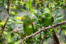 COMUNICADO - Bosque dos Papagaios segue em manutenção