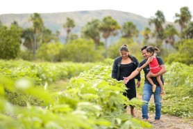 BOA VISTA 135 ANOS - Com políticas públicas voltadas à agricultura familiar, prefeitura já investiu mais de R$ 62 milhões no setor