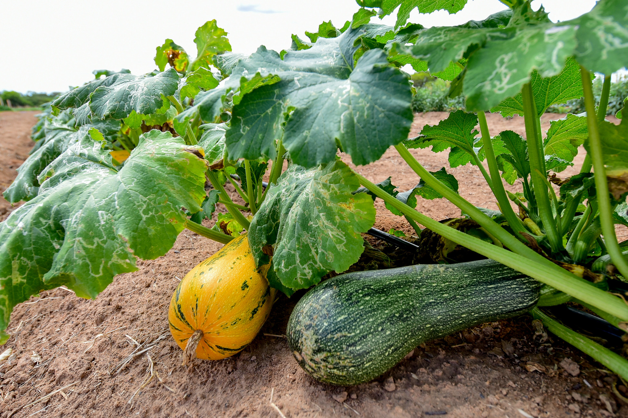 Foto: Reprodução/Prefeitura de Boa Vista - RR