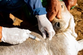 Prefeitura de Boa Vista inicia vacinação contra a brucelose nas comunidades indígenas do município