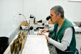 OVITRAMPAS - Prefeitura avança para nova etapa de monitoramento do Aedes aegypti em Boa Vista