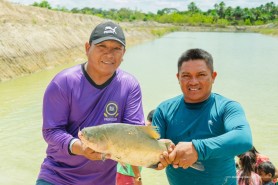 Despesca de mais de 2 toneladas de tambaqui marca novo ciclo do Projeto Moro-Morí na comunidade indígena Truaru da Cabeceira