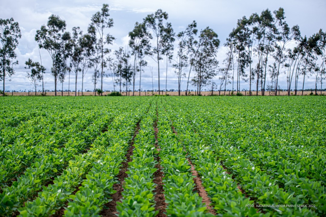 CAMPO EXPERIMENTAL - Centro de difusão e tecnológica (CDT) apresentará novas cultivares no AGROBV 2022