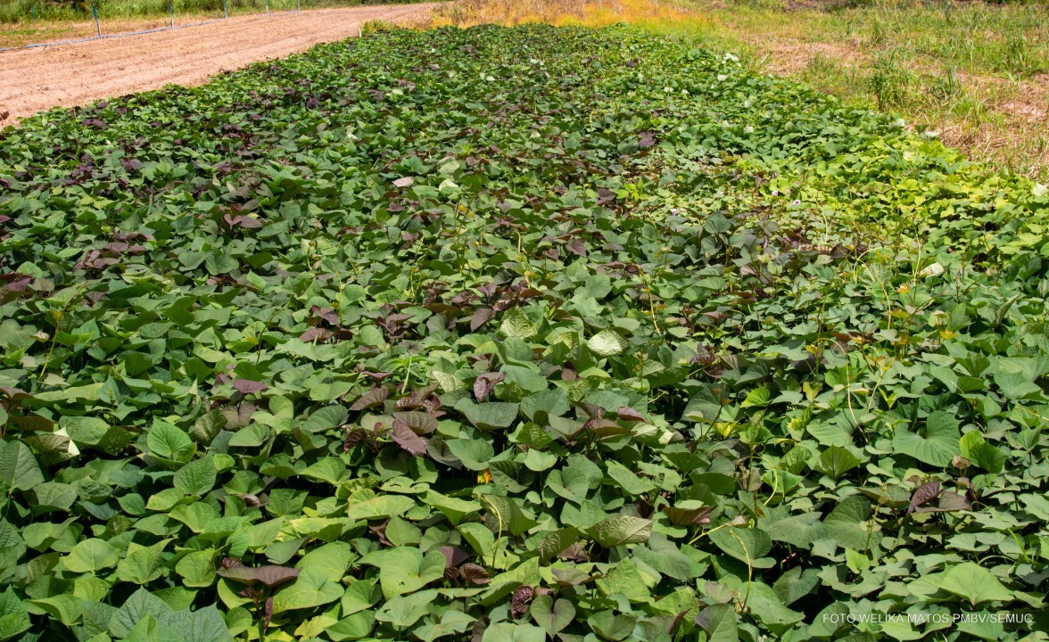 Agrobv 2022 - Feira da Agricultura Familiar apresentará seis cultivares de Batata-Doce, ensaio inédito no Estado de Roraima
