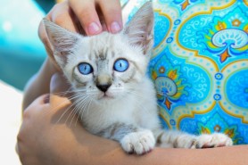 UNIÃO PELOS ANIMAIS - Vagas para credenciamento no programa são ampliadas para a população em geral