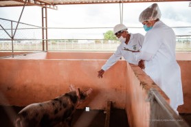 Abertas inscrições para o 1º Seminário de Suinocultura em   Boa Vista