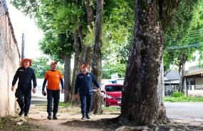 Defesa Civil de Boa Vista alerta sobre corte de árvore no período chuvoso