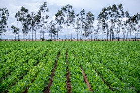 CAMPO EXPERIMENTAL - Centro de difusão e tecnológica (CDT) apresentará novas cultivares no AGROBV 2022