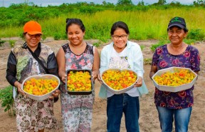AGRICULTURA FAMILIAR - Região Truaru abre segundo polo de plantação de pimenta pelo projeto Tay Tay