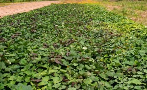 Agrobv 2022 - Feira da Agricultura Familiar apresentará seis cultivares de Batata-Doce, ensaio inédito no Estado de Roraima