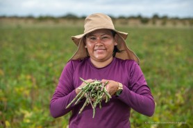AGRICULTURA FAMILIAR - Colheita do feijão Caupi se inicia em 13 comunidades indígenas de Boa Vista