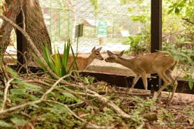 NOVOS HÓSPEDES - Dois filhotes de veado-campeiro encontram abrigo e proteção no Bosque dos Papagaios