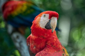 DIA NACIONAL DOS ANIMAIS - Bosque dos Papagaios: referência em amor e cuidado com a natureza