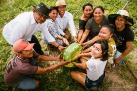PRIMEIRA SAFRA 2023 - Com apoio da prefeitura, produtores indígenas devem colher 360 toneladas de melancia em Boa Vista
