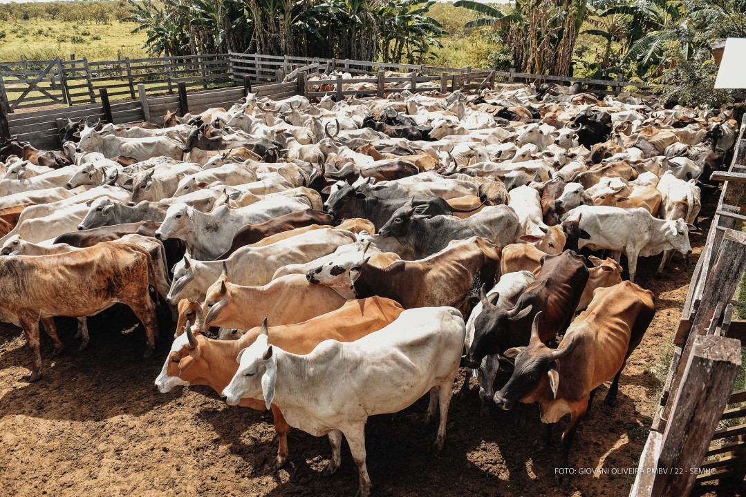 CONTRA A FEBRE AFTOSA - Mais de 3 mil animais são imunizados durante campanha de vacinação