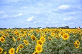 CICLO DE SAFRINHA - Campo experimental testa quatro culturas em 2022