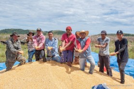 SERRA DA MOÇA  - Agricultura familiar indígena de Boa Vista inicia colheita do Milho nas comunidades