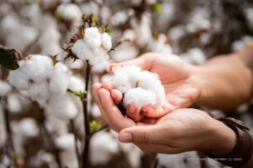 ENSAIO DE CULTURAS - Primeira colheita de amostras de produção de algodão é feita no campo experimental de Boa Vista