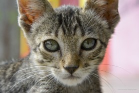 ANTIRRÁBICA  Campanha de Vacinação de cães e gatos se encerra neste sábado, 27