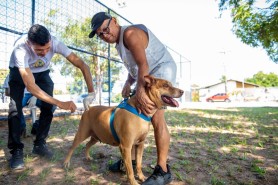 Prefeitura já vacinou mais de 10 mil animais em dois sábados de campanha contra a Raiva