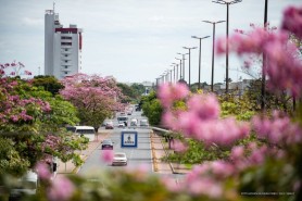TEMPORADA DAS FLORES - Exuberância dos ipês rosa transforma a paisagem de Boa Vista