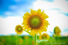 GIRASSÓIS DO LAVRADO - Agrobv 2022 vai apresentar três variedades da flor em 4 hectares