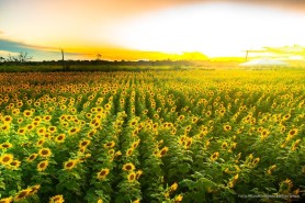 AGROBV 2022 - Público poderá prestigiar a Maior Feira Agro de Roraima a partir deste sábado, 23