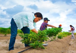 AGROBV 2022 -  Maior evento agro de Roraima é resultado dos investimentos da prefeitura na agricultura familiar