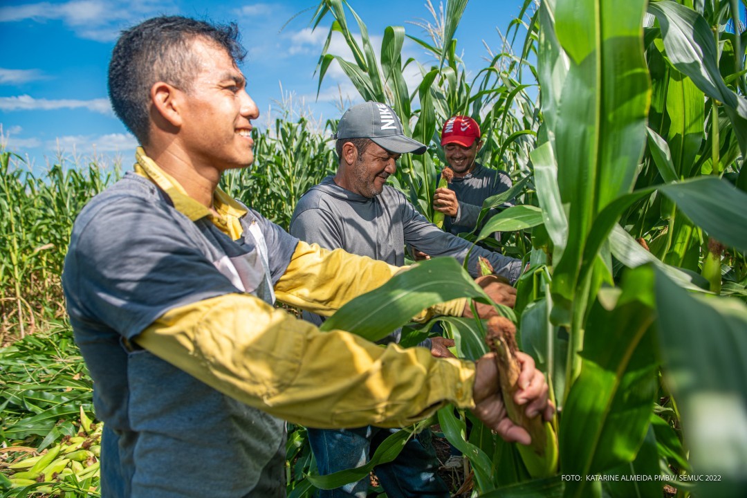 Produtores da Comunidade Serra da Moça iniciam colheita de dez hectares de milho verde
