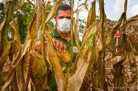 Campo Experimental - Prefeitura de Boa Vista inicia colheita e análise dos cultivares 2021
