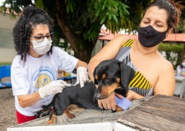 Prefeitura vacina mais de 8 mil animais no primeiro dia de campanha contra a raiva