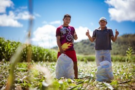 Serra da Moça - Com apoio da prefeitura, comunidade indígena inicia colheita de 3 toneladas de milho verde