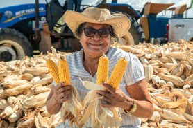 AGRICULTURA FAMILIAR - Com apoio técnico, produtora inicia colheita de milho na comunidade Serra da Moça