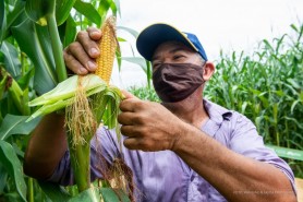Campo Experimental 2021 - Experimentos garantem ao produtor rural mais confiança na escolha de sementes