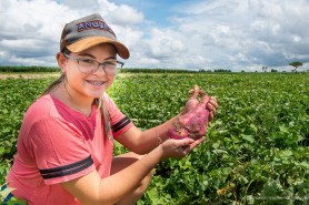 Plantio de inverno - Produtores esperam colher mais de 20 toneladas de batata-doce por hectare, em Boa Vista