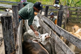 Prefeitura inicia segunda etapa da campanha de vacinação contra a Febre aftosa