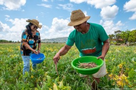 Agricultura Familiar - Produtores iniciam colheita de feijão na comunidade Serra da Moça