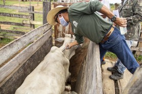 Prefeitura lança 1ª etapa da campanha de vacinação contra Febre aftosa em Boa Vista